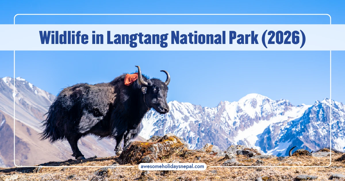 A Complete Guide to Wildlife in Langtang National Park (2026)