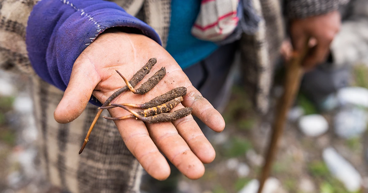 Picture of Yarsagumba