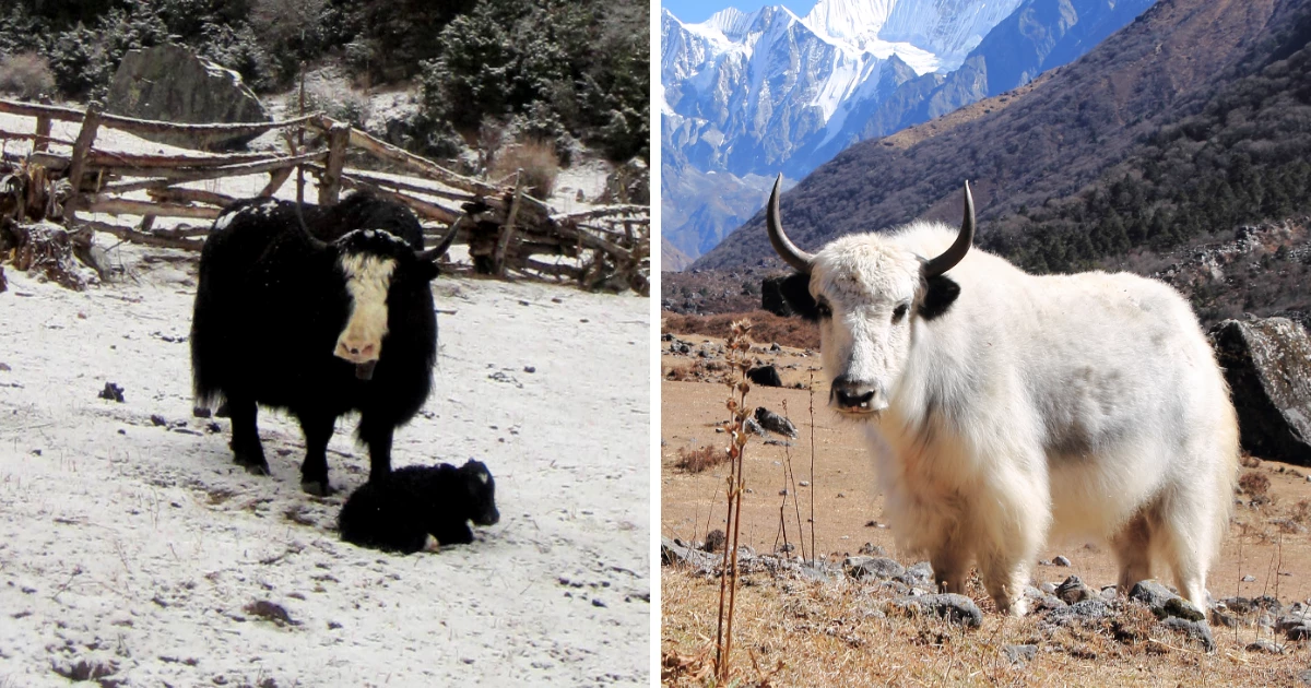 Picture of Yak and Nak