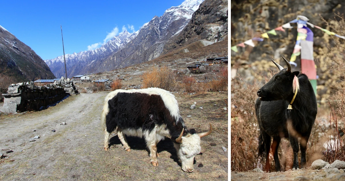 Yak grazing in the pastureland of Langtang