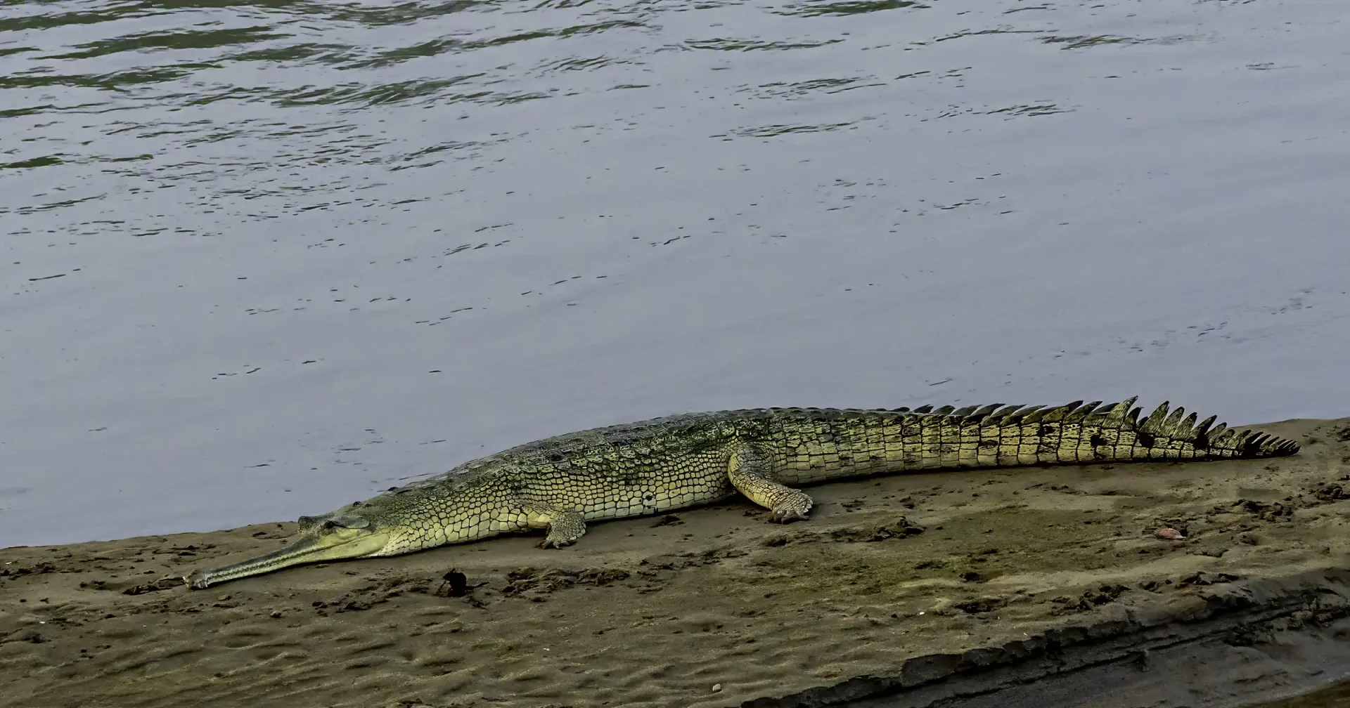 Gharial Crocodiles of Chitwan, Kasara Gharial Breeding Centre