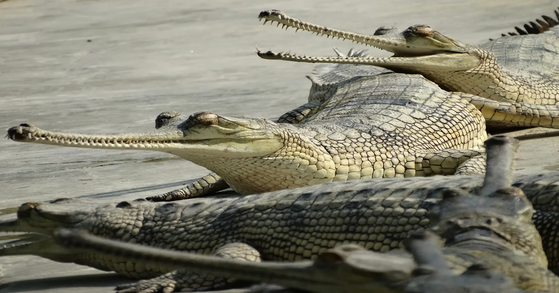 Female Gharial Crocodiles Spotted in Narayani