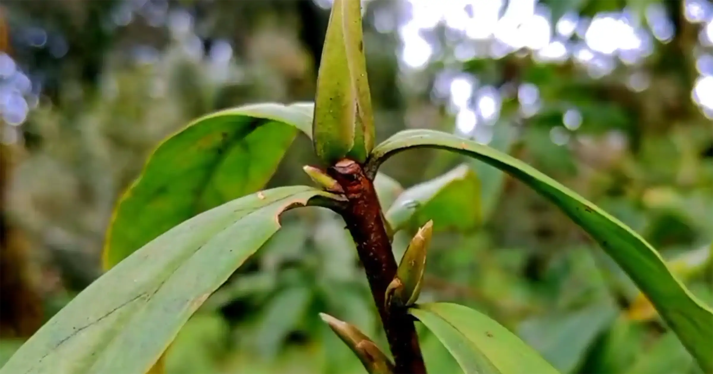 Lokta Plant