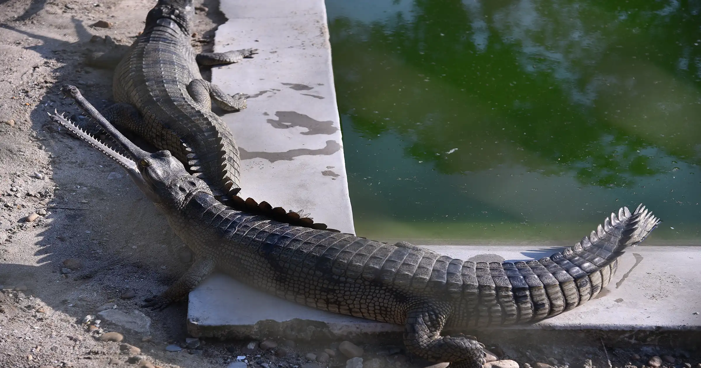 Gharial Crocodiles of Chitwan 