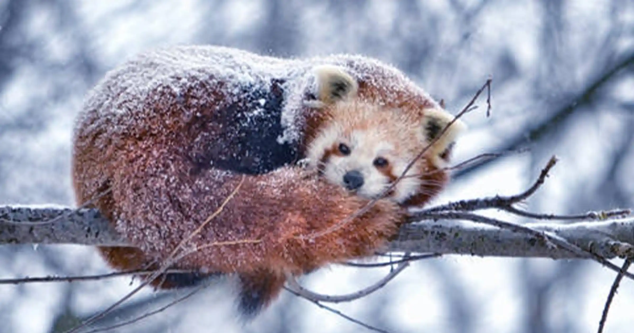 Red Panda Covered with Snow