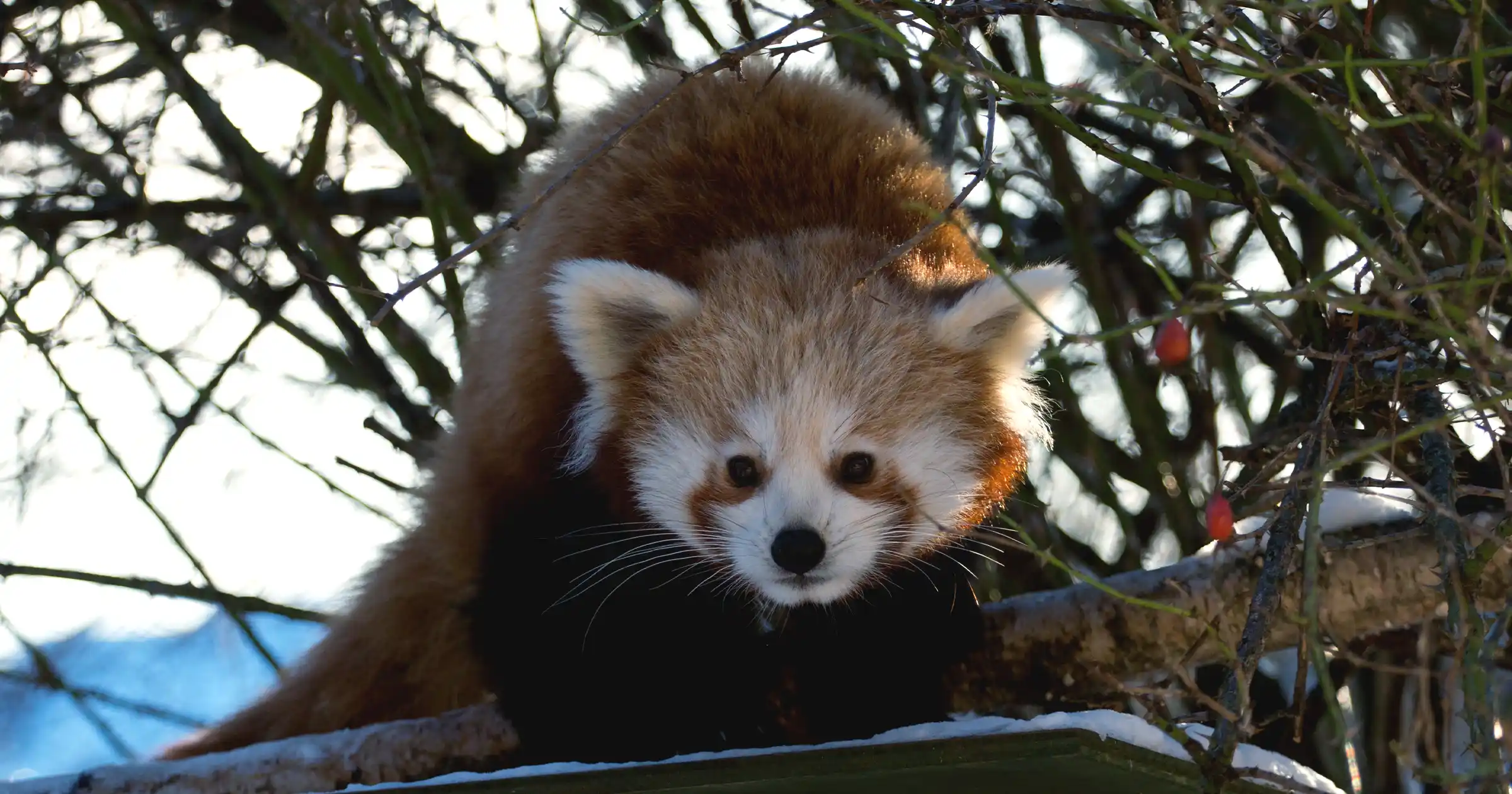 Red Panda in Nepal