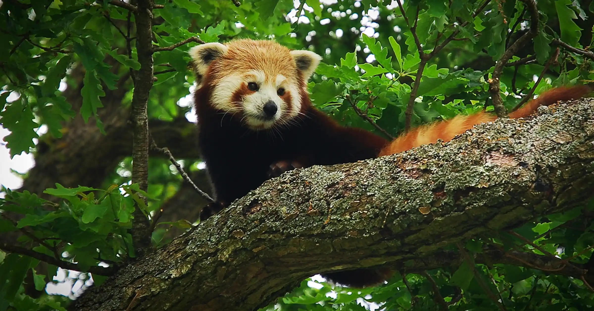 Red Panda Spotted inside Dhorpatan 