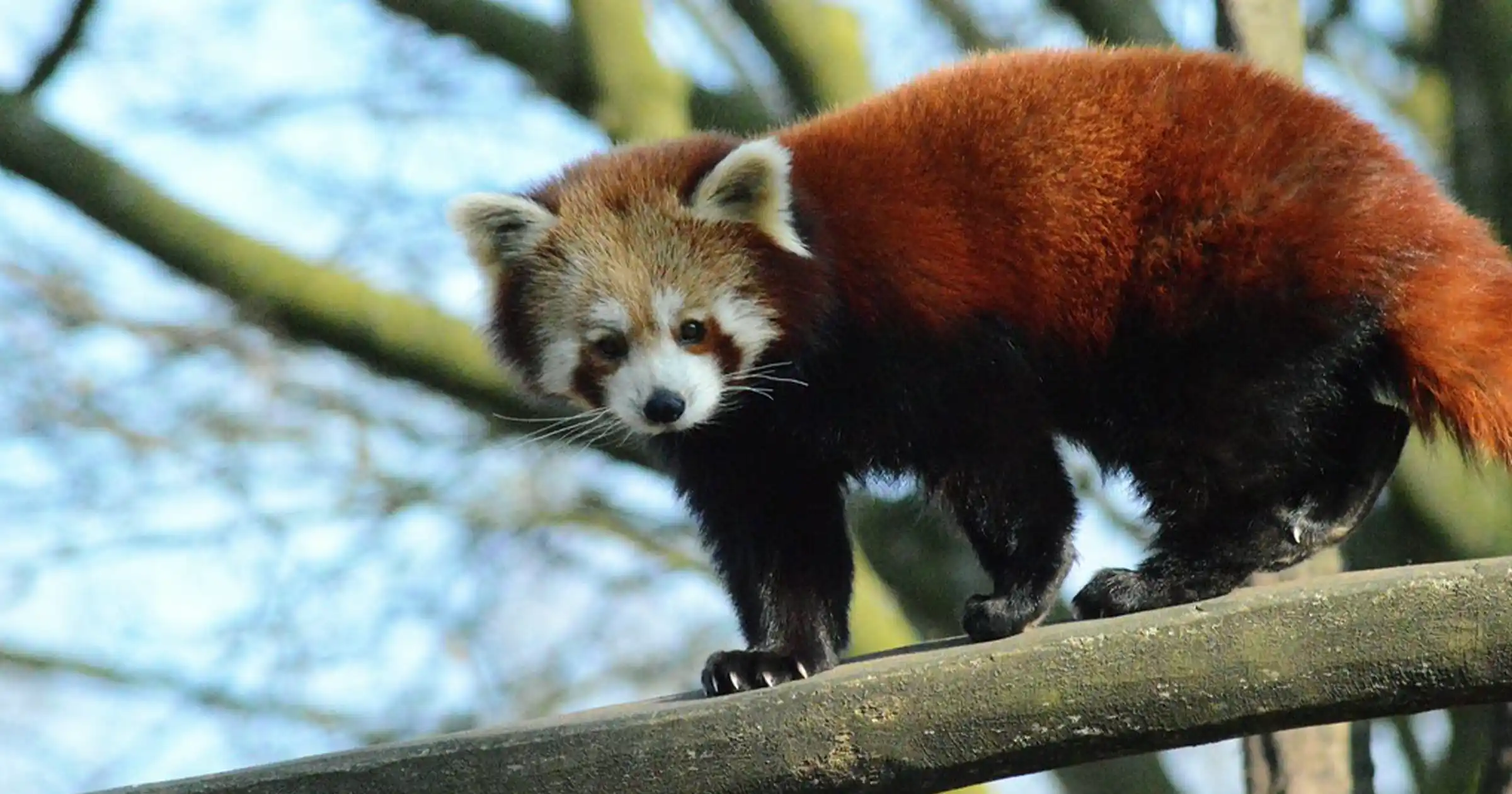 Red Panda Spotted in the Lush Hill of Ilam