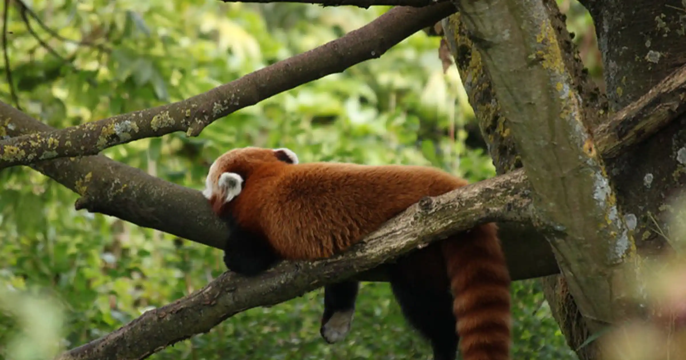 Red Panda in Nepal