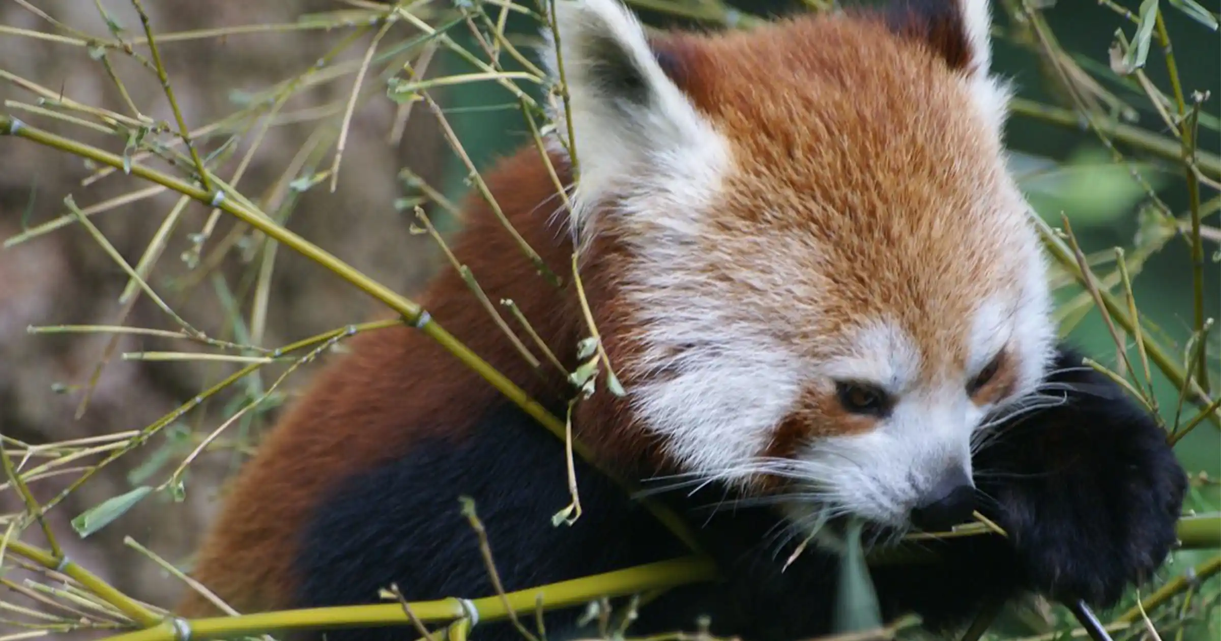 Red Panda 