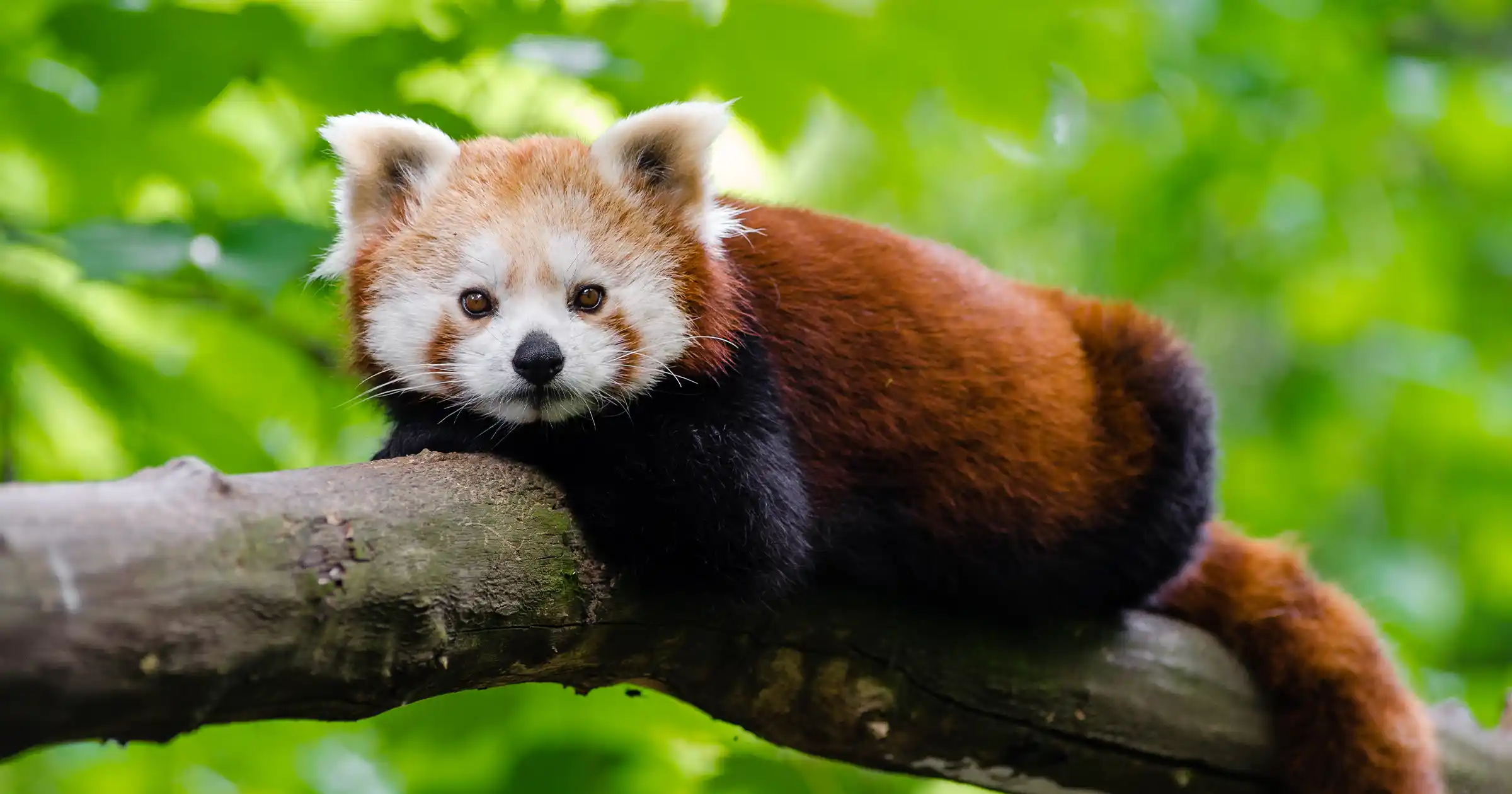 Red Panda Spotted inside Langtang National Park