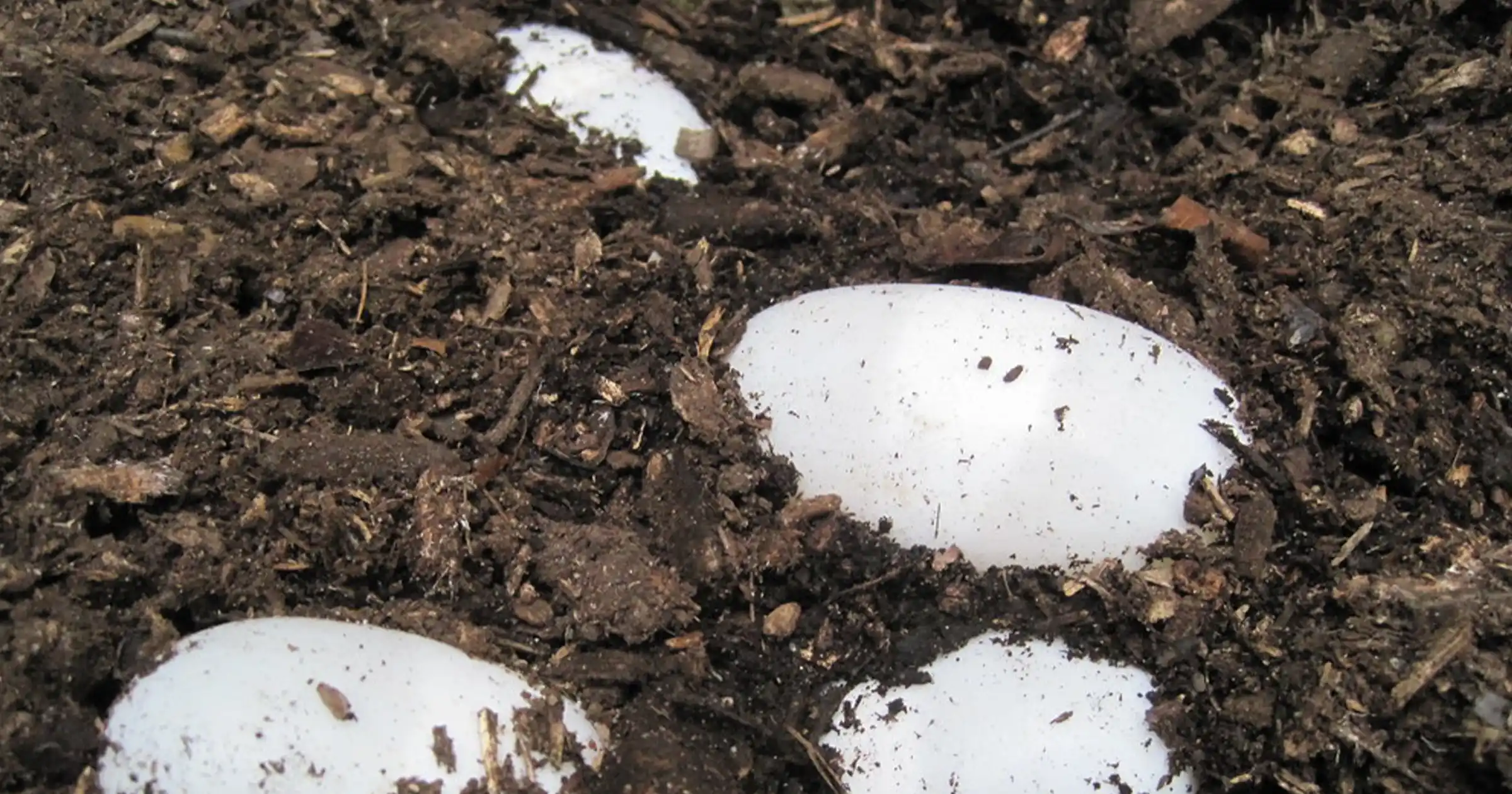 Gharial Eggs