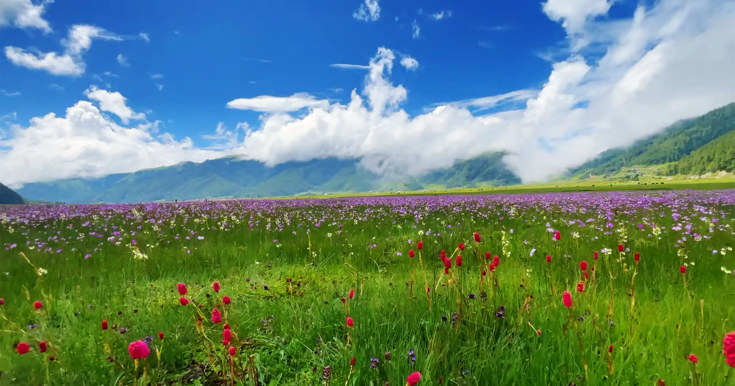 Spring Blooming in Dhorpatan 